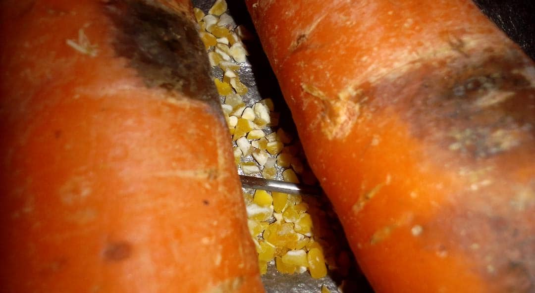 Le cadmium dans les engrais en Afrique de l’ouest : enjeux sanitaires et agricoles