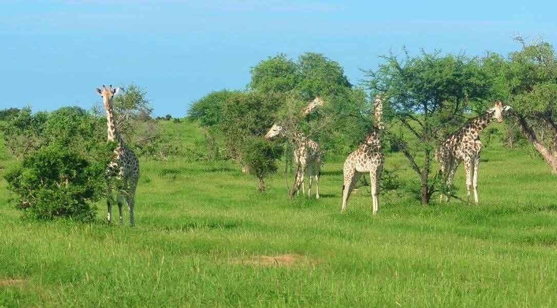 La girafe, sentinelle menacée de la biodiversité africaine