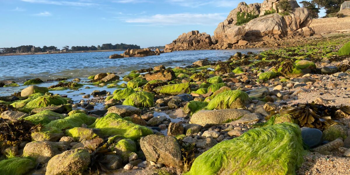 Traité international pour la protection de la haute mer, un pas vers une meilleure protection des écosystèmes marins