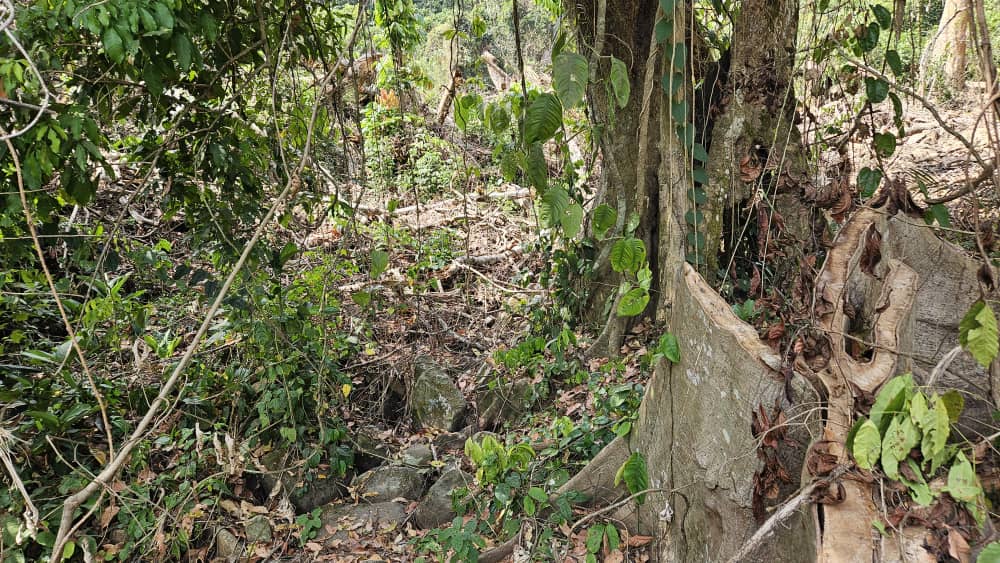 Aux racines de notre santé, la biodiversité